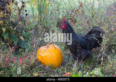 Grande black australorp in giardino, accanto alla zucca in autunno, Higganum, Connecticut, Stati Uniti d'America. Foto Stock