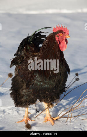 Plymouth Rock rooster (pernice varietà di colori) in piedi nella neve da vecchi Coneflower steli, Higganum, Connecticut, STATI UNITI D'AMERICA, Foto Stock