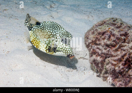 Smooth trunkfish (Lactophrys triqueter) sul pavimento del mare, Bonaire, Antille olandesi, dei Caraibi e Oceano Atlantico. Foto Stock