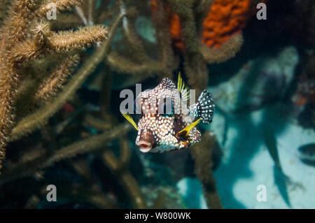 Smooth trunkfish (Lactophrys triqueter) Bonaire, Antille olandesi, dei Caraibi e Oceano Atlantico. Foto Stock