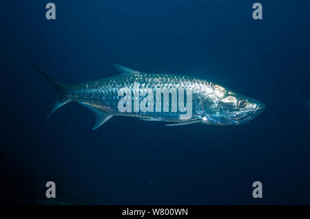 Atlantic tarpon (Megalops atlanticus) Bonaire, Antille olandesi, dei Caraibi e Oceano Atlantico. Foto Stock