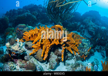 Tubo marrone (spugna Agelas conifera) Bonaire, Antille olandesi, dei Caraibi e Oceano Atlantico. Foto Stock