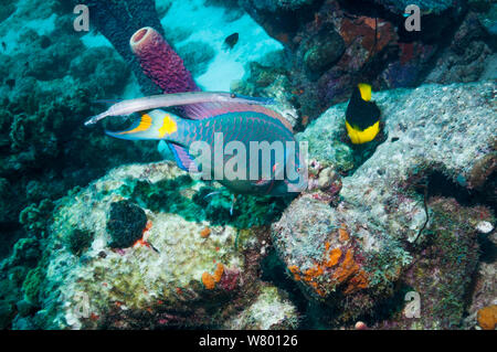 Luce di arresto (pesci pappagallo Sparisoma viride), fase terminale, pascolo su roccia corallina, affiancato da un Trumpetfish (Aulostomus maculatus) accanto a una bellezza rocciosa (Holacanthus tricolore) Bonaire, Antille olandesi, dei Caraibi e Oceano Atlantico. Foto Stock