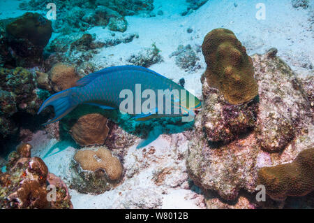 Regina pesci pappagallo (Scarus vetula), fase terminale, pascolo su coral. Bonaire, Antille olandesi, dei Caraibi e Oceano Atlantico. Foto Stock