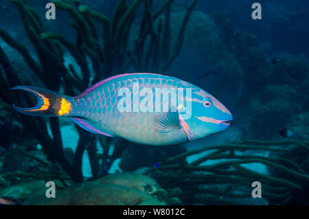 Luce di arresto (pesci pappagallo Sparisoma viride) fase terminale. Bonaire, Antille olandesi, dei Caraibi e Oceano Atlantico. Foto Stock