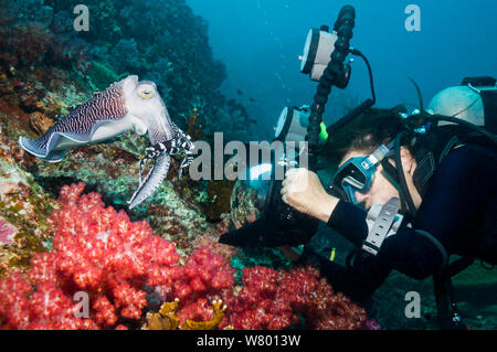 Broadclub Seppie (Sepia latimanus) con una femmina di scuba diver tenendo la sua immagine. Indonesia. Foto Stock