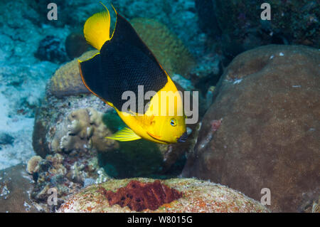 Bellezza rocciosa (Holacanthus tricolore) nuoto nei pressi di coralli, Bonaire, Antille olandesi, dei Caraibi e Oceano Atlantico. Foto Stock