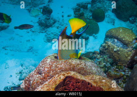 Regina angelfish (Holocanthus ciliaris) alimentazione sulla spugna. Bonaire, Antille olandesi, dei Caraibi e Oceano Atlantico. Foto Stock