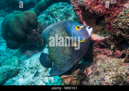 Francese (angelfish Pomacanthus parù) alimentazione sulla spugna. Bonaire, Antille olandesi, dei Caraibi e Oceano Atlantico. Foto Stock