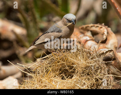 Grigio-capped social weaver (Pseudonigrita arnaudi) la raccolta di materiale di nidificazione dal nido caduti, Serengeti, Tanzania. Foto Stock