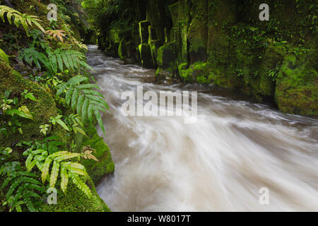 Fiume Whirinaki, Te Whaiti Nui un Toi canyon. Whirinaki Forest park, Whakatane district, Baia di Planty Regione, Nuova Zelanda. Foto Stock