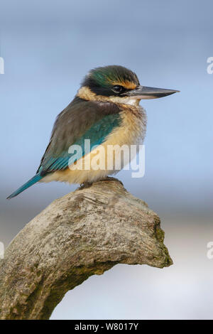 Nuova Zelanda Kingfisher (Todiramphus sanctus) arroccato su driftwood. Penisola di Banks, South Island, in Nuova Zelanda. Foto Stock