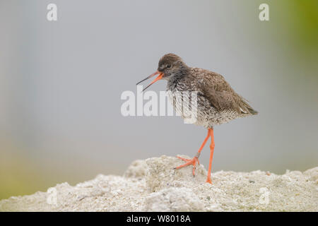 (Redshank Tringa totanus) chiamando / vocalising. Sommaroy, Troms, Norvegia. Luglio. Foto Stock