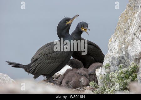 Europa / marangone dal ciuffo (phalacrocorax aristotelis) Coppia a nido con due pulcini. Hornoya, Varanger, Finnmark, Norvegia. Luglio. Foto Stock