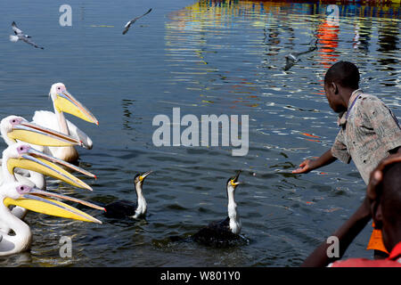 Alimentazione bambino pesci di grande bianco pellicani (Pelecanus onocrotalus) e il cormorano (Phalacrocorax carbo). Lago Awassa. Etiopia, Novembre 2014 Foto Stock