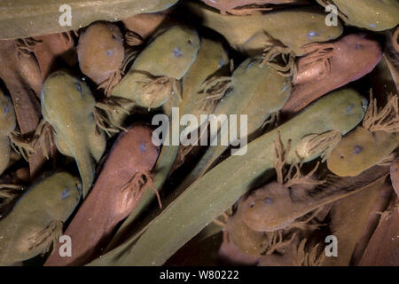 Girini di Rana comune (Rana temporaria) crogiolarsi al sole in acque poco profonde. Derbyshire, Regno Unito. Aprile. Foto Stock