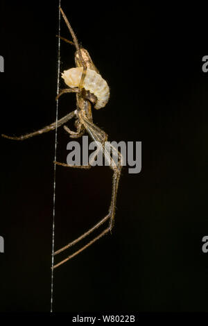 A lungo a ganasce Orb Weaver spider (Tetragnatha sp.) con la larva di Ichneumon parassita Wasp (Polysphincta sp.) attaccata al suo addome. Attenborough Riserva Naturale, Nottinghamshire, Regno Unito. Aprile. Foto Stock