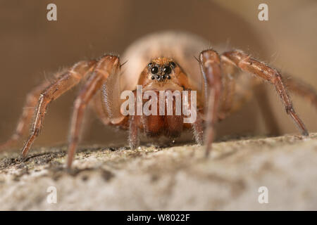 Massa Wolf-spider (Trochosa terricola) femmina, Parco Nazionale di Peak District, Derbyshire, Regno Unito. Aprile. Foto Stock