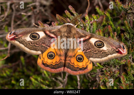 L'imperatore tarma (Saturnia pavonia) maschio in appoggio su heather, il Parco Nazionale di Peak District, UK. Aprile. Foto Stock