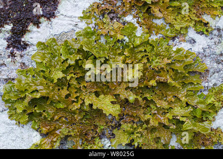 Tree lungwort (Lobaria pulmonaria) licheni crescono su una coppia faggio. Kyle of Lochalsh, Scozia. Marzo. Foto Stock