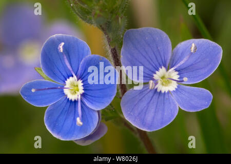Germander speedwell fiori (Veronica chamaedrys). Parco Nazionale di Peak District, Derbyshire, Regno Unito. Maggio. Foto Stock