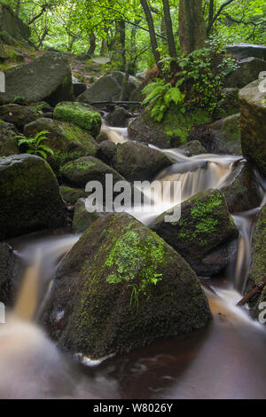 Cascate lungo il corso del torrente Burbage, Padley Gorge, il Parco Nazionale di Peak District, Derbyshire, Regno Unito. Luglio. Foto Stock