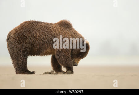 Coastal l'orso bruno (Ursus arctos) lo scavo di vongole Lago Clarke National Park, Alaska, Settembre Foto Stock