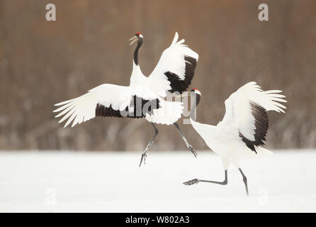 Gru giapponese (Grus japonensis) visualizzazione nella neve, Hokkiado, Giappone, Febbraio Foto Stock