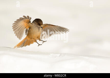 Siberian jay (Perisoreus infaustus) lo sbarco in snow, Finlandia, Marzo Foto Stock