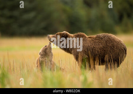 Coastal l'orso bruno (Ursus arctos) interagenti con cub in campo, Lago di Clarke National Park, Alaska, Settembre. Foto Stock