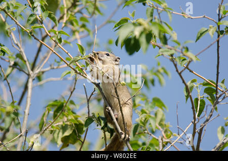 Smith&#39;s bush scoiattolo (Paraxrus cepapi) nella struttura ad albero, Kruger NP, Sud Africa, Luglio Foto Stock