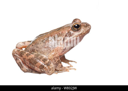 Flusso di greco (rana Rana graeca) adulto, in Grecia, in giugno. Progetto Meetyourneighbors.net Foto Stock