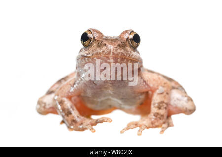 Flusso di greco (rana Rana graeca) adulto, in Grecia, in giugno. Progetto Meetyourneighbors.net Foto Stock