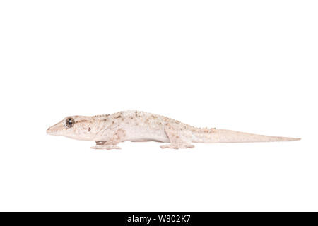 Parete di Tenerife gecko (Tarentola delalandii) adulto, La Palma, Canarie, Marzo. Progetto Meetyourneighbors.net Foto Stock