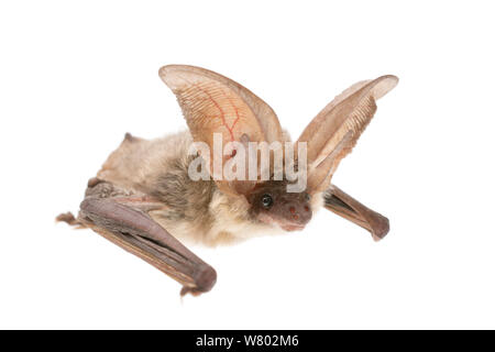 Lungo grigio-eared bat (Plecotus austriacus) adulto, La Brenne, Francia. Maggio. Progetto Meetyourneighbors.net Foto Stock