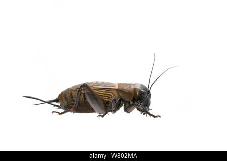 Campo cricket (Gryllus campestris) femmina, La Brenne, Francia. Maggio. Progetto Meetyourneighbors.net Foto Stock