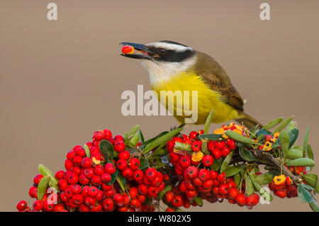 Grande kiskadee (Pitangus sulfuratus) alimentazione su bacche, Calden foresta, La Pampa, Argentina Foto Stock