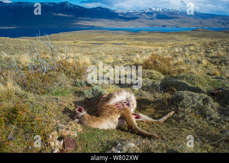 Guanaco (Lama guancoe) ucciso da una cougar, Torres del Paine, Parco Nazionale Foto Stock