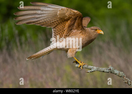 Chimango caracara (Milvago Chimango) lo sbarco su snag, La Pampa, Argentina Foto Stock