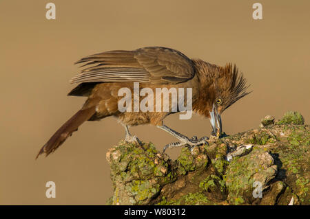 Bianco-throated cacholote (Pseudoseisura gutturalis) alimentazione sulle sementi, La Pampa, Argentina Foto Stock