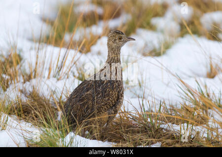 Avvistato (nothura Nothura maculosa) in prati innevati, La Pampa, Argentina Foto Stock