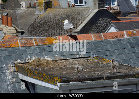 Due aringhe pulcini di gabbiano (Larus argentatus) camminando su un tetto con un genitore appollaiato vicino, St. Ives, Cornwall, Regno Unito, Giugno. Foto Stock