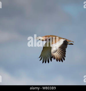 Grande (bustard Otis tarda) in volo, Estremadura, Spagna, Aprile. Foto Stock