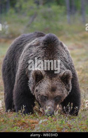 Grandi Europei maschili l'orso bruno (Ursus arctos arctos) alimentazione nella radura. Kajaani, Finlandia. Giugno. Foto Stock