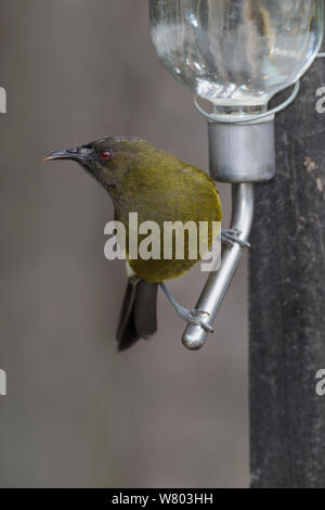 New Zealand adulto (bellbird Anthornis melanura) arroccato su uno zucchero alimentatore dell'acqua, alla stazione di alimentazione per Isola del Sud Kaka (Nestor meridionalis meridionalis) Orokonui Ecosanctuary, Penisola di Otago, Isola del Sud della Nuova Zelanda. Gennaio. Specie endemiche Foto Stock