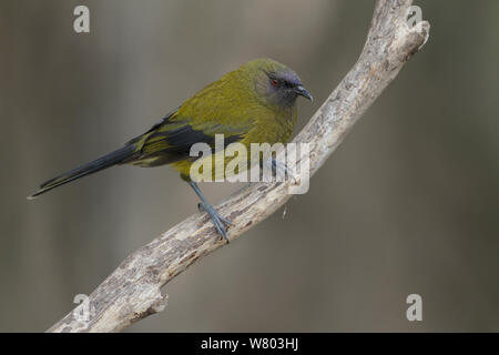 New Zealand adulto (bellbird Anthornis melanura) appollaiato su un ramo in understorey. Orokonui Ecosanctuary, Penisola di Otago, Isola del Sud della Nuova Zelanda. Gennaio. Specie endemiche. Foto Stock