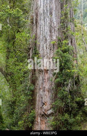 Nasello di Patagonia larice (Fitzroya cupressoides) tronco, Alerce Andino National Park, Cile, Sud America Foto Stock