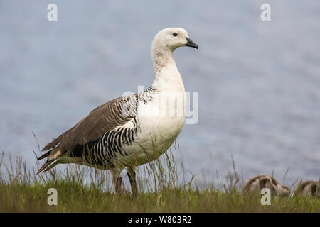 Oca montane (Chloephaga picta) maschio, Parco Nazionale Torres del Paine, Cile. Foto Stock