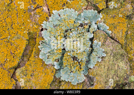 Polvere d oro lichen (Chrysothrix candelaris) cresce attorno e sopra la protezione lichen (Clairmont sulcata) sulla corteccia di platano, Padley boschi, Derbyshire, England, Regno Unito, dicembre. Foto Stock