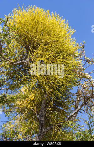 Falso vischio (Misodendrum punctulatum) cresce su Lenga (Nothofagus Antartide) Patagonia cilena. Foto Stock